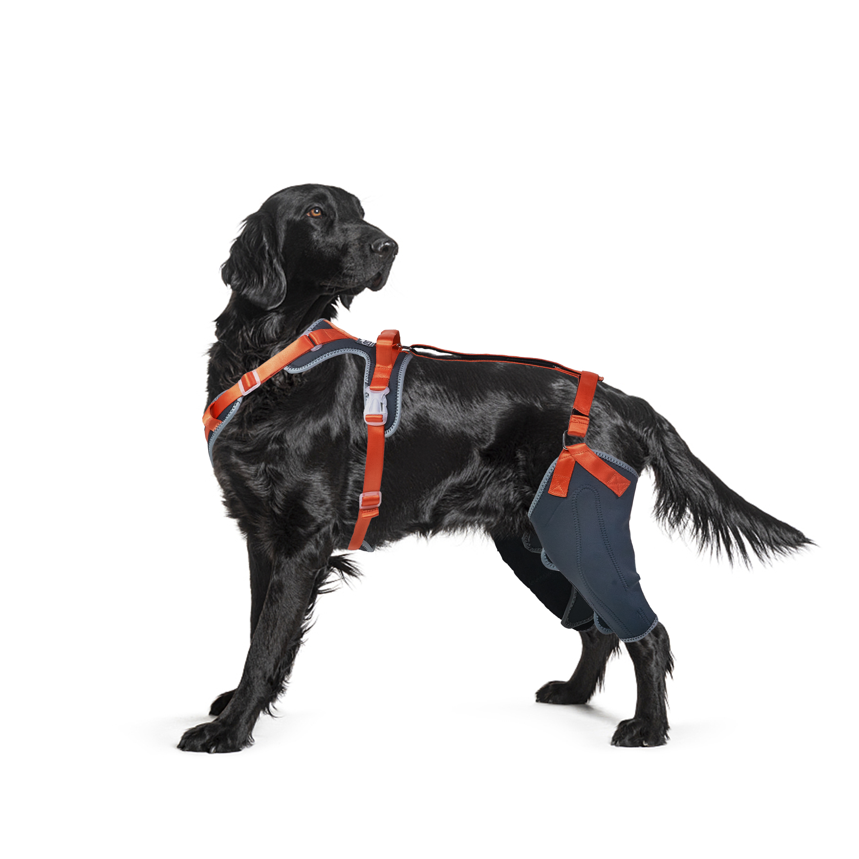 LISPOO Dog ACL Knee Braces