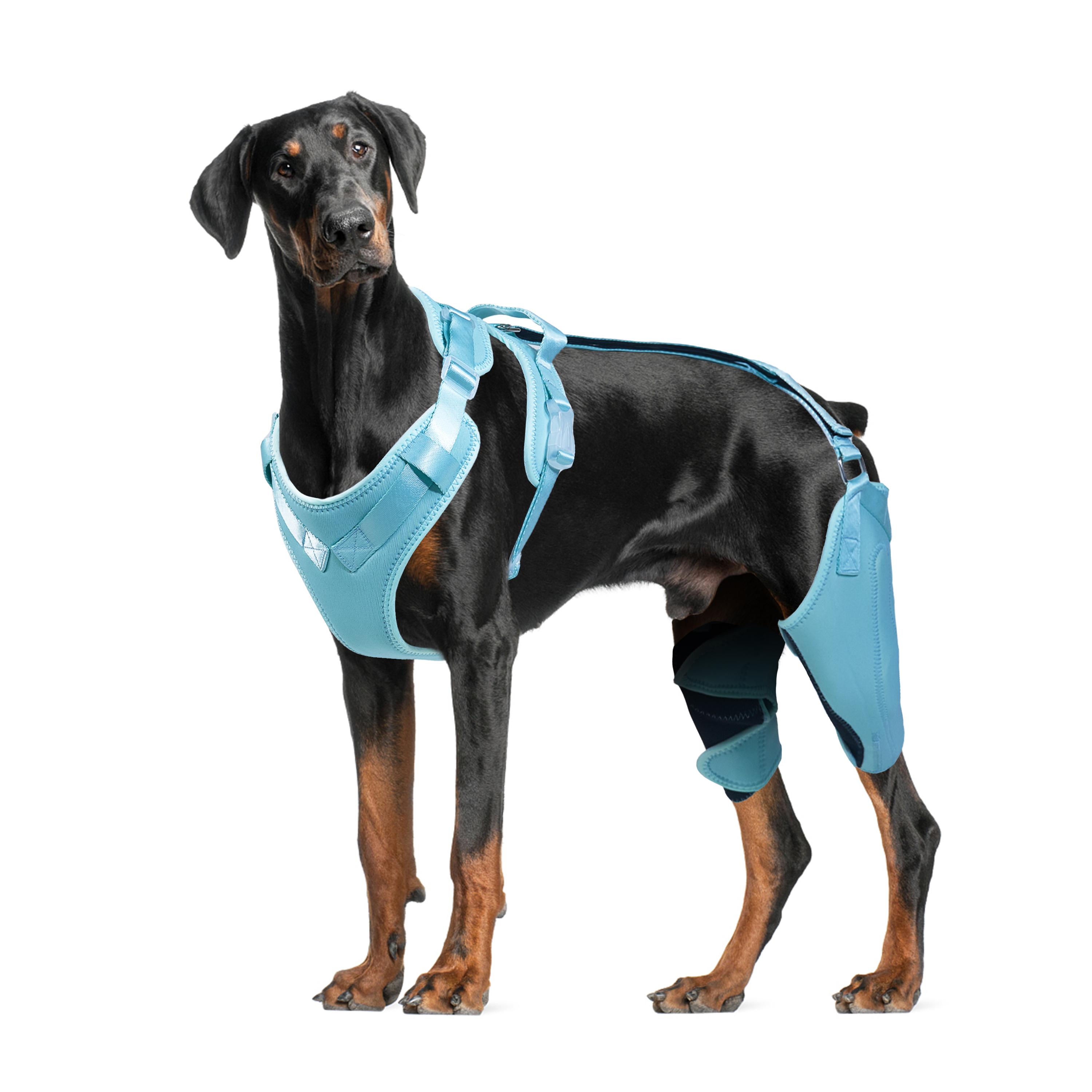 LISPOO Dog ACL Knee Braces