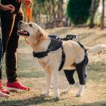 Adjustable Dog Rear Leg Brace