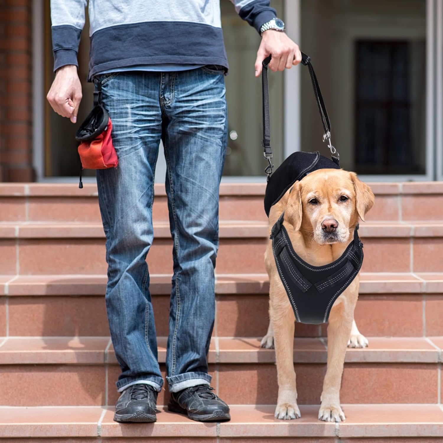 LISPOO Dog Hip Dysplasia Brace with Handle