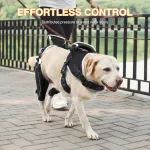 Adjustable Dog Rear Leg Brace