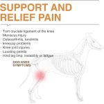 LISPOO Dog ACL Knee Braces
