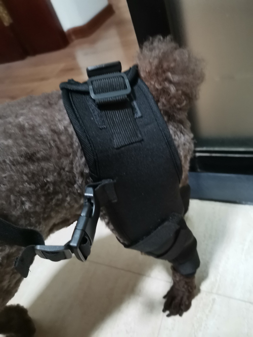 Dog Acl Braces Fix Joint Damage Knee Braces for Dogs review 