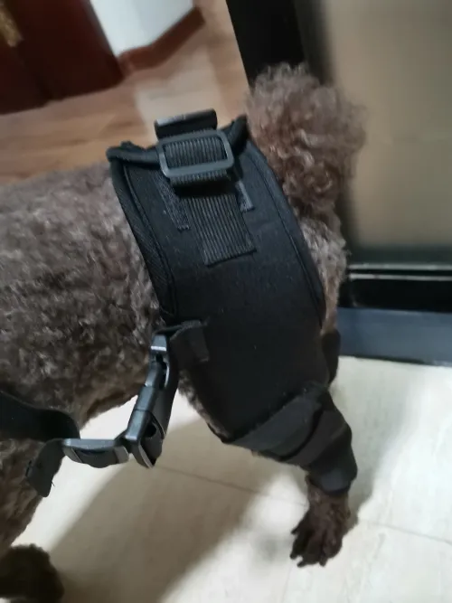 Dog Acl Braces Fix Joint Damage Knee Braces for Dogs review 