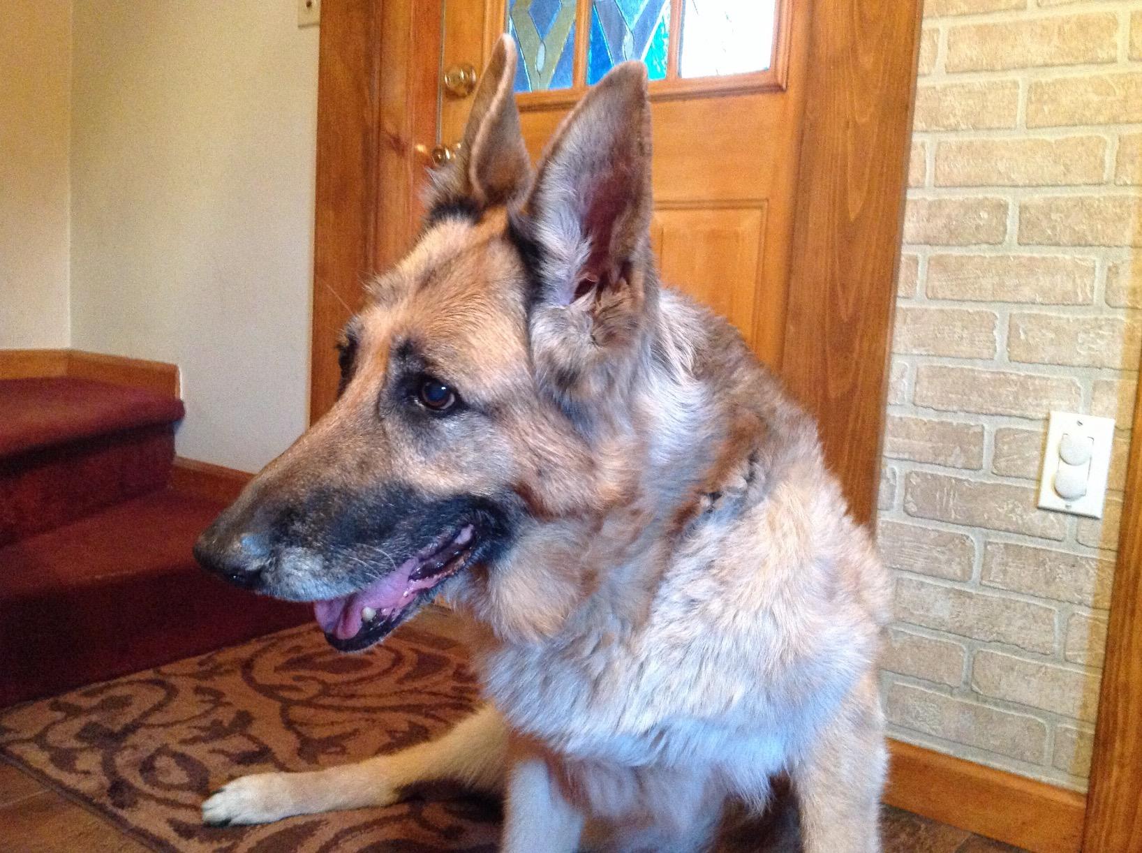 Dog Leg Braces for Fix Hock Sprains review Webster Tuttle