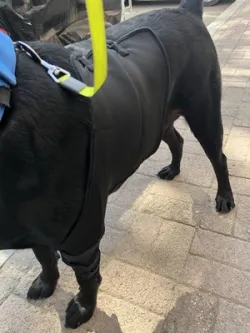 Dog Leg Wrap Sleeve for Anti-licking Biting review Mavis