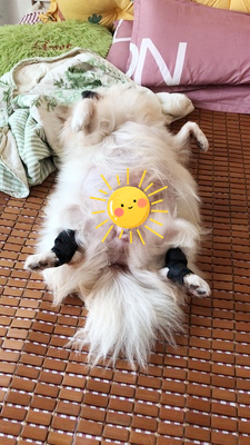 DOGLEMI Dog Leg Brace for Hock Joint Damage review Katie G 02