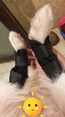 DOGLEMI Dog Leg Brace for Hock Joint Damage review Katie  G 01