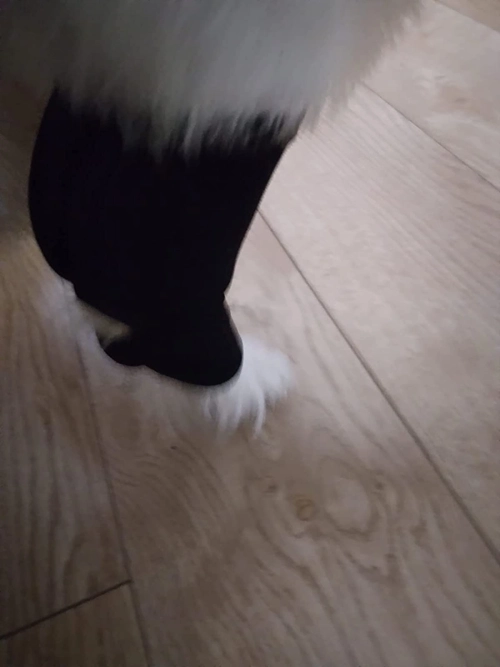 DOGLEMI Dog Hock Braces Fix Hock Joint Damage review 