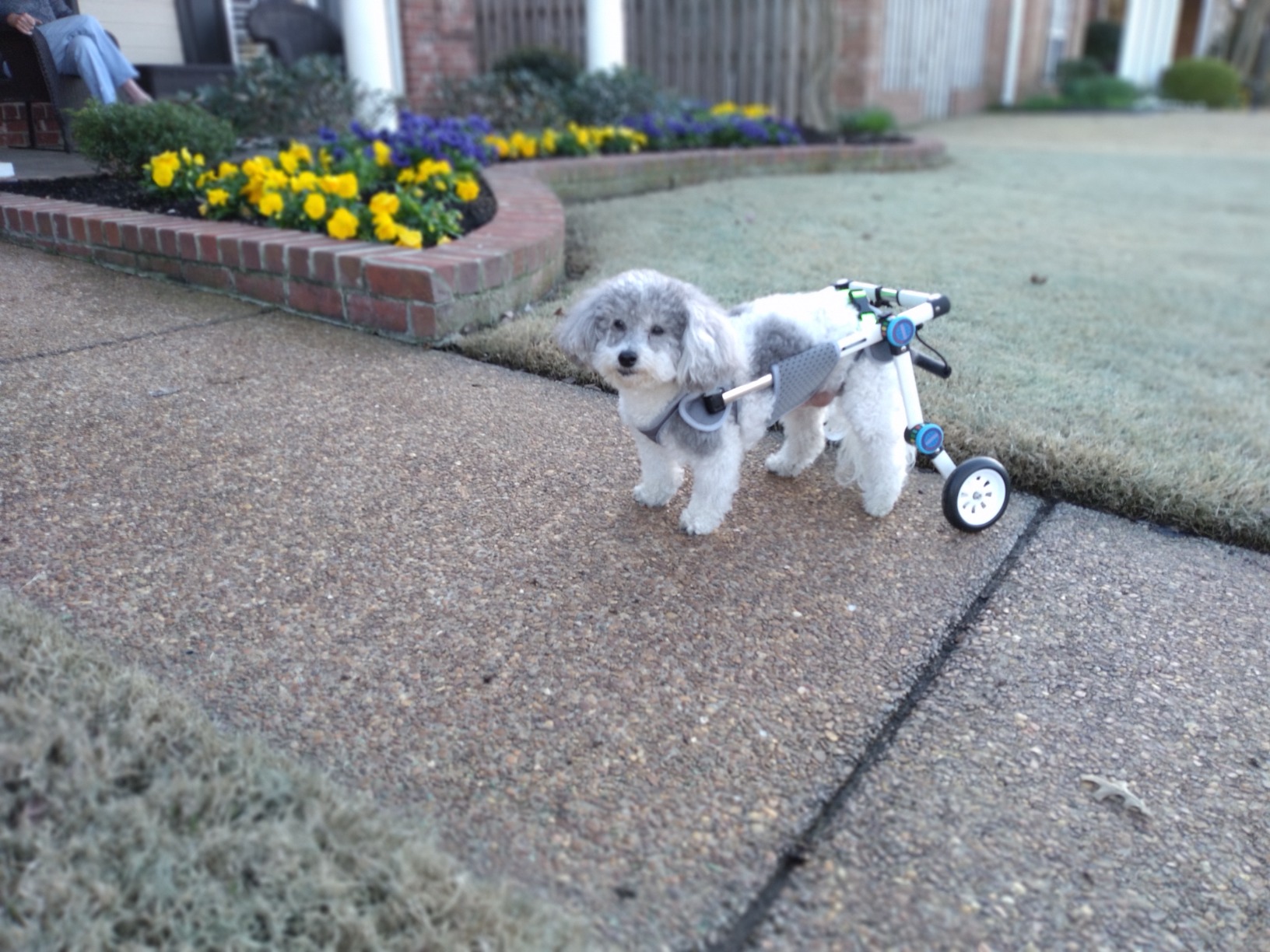 Fordable Dog Wheelchairs For Dog Back Legs review 0