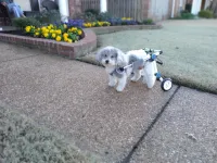 Fordable Dog Wheelchairs For Dog Back Legs review 0
