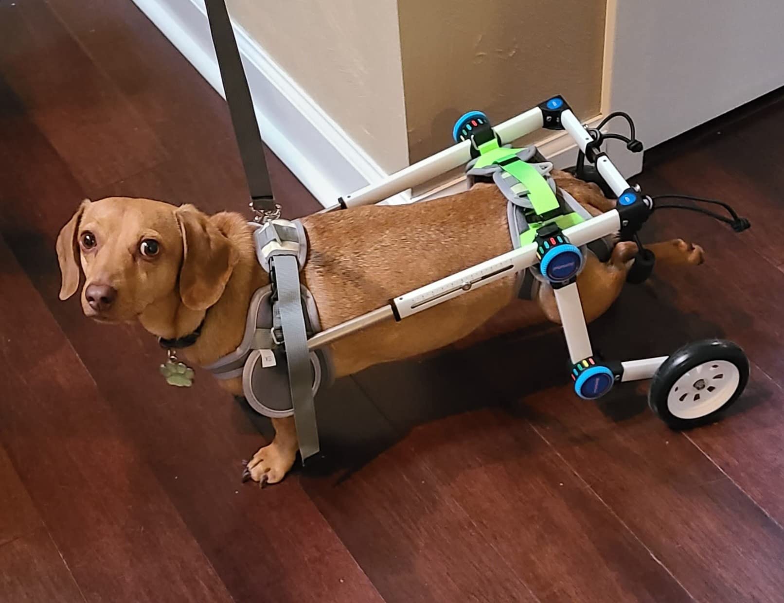 Fordable Dog Wheelchairs For Dog Back Legs review 0