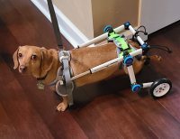 Fordable Dog Wheelchairs For Dog Back Legs review 0