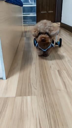 Fordable Dog Wheelchairs For Dog Back Legs review 0