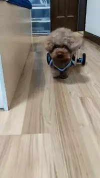 Fordable Dog Wheelchairs For Dog Back Legs review 0
