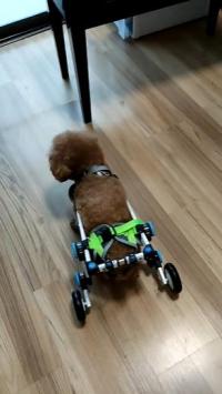 Fordable Dog Wheelchairs For Dog Back Legs review 1