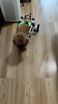 Fordable Dog Wheelchairs For Dog Back Legs review 2