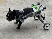 Fordable Dog Wheelchairs For Dog Back Legs review 1