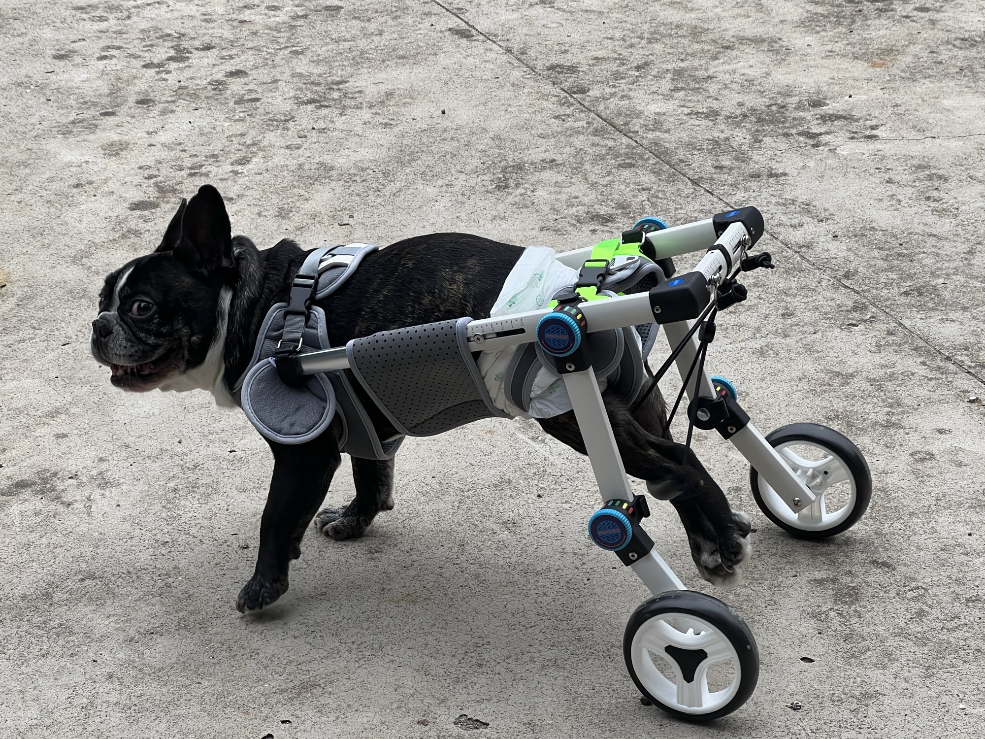 Fordable Dog Wheelchairs For Dog Back Legs review 0