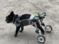 Fordable Dog Wheelchairs For Dog Back Legs review 0
