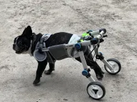 Fordable Dog Wheelchairs For Dog Back Legs review 0