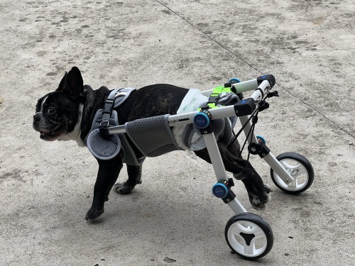 Fordable Dog Wheelchairs For Dog Back Legs review 