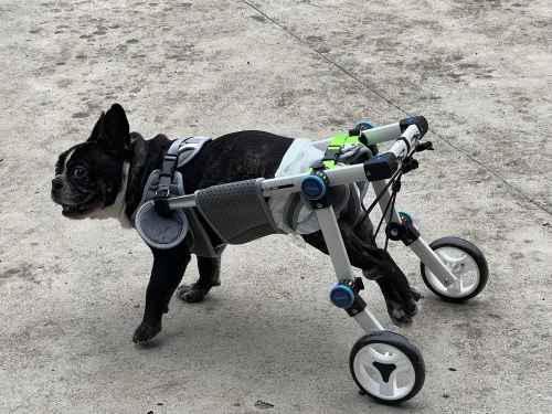 Fordable Dog Wheelchairs For Dog Back Legs review 