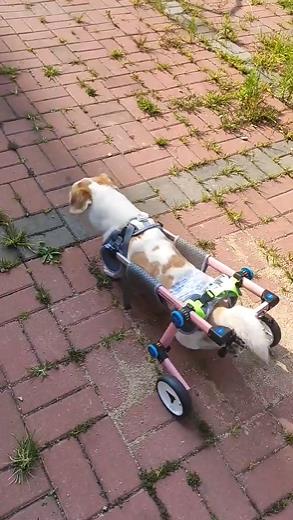 Fordable Dog Wheelchairs For Dog Back Legs review 0