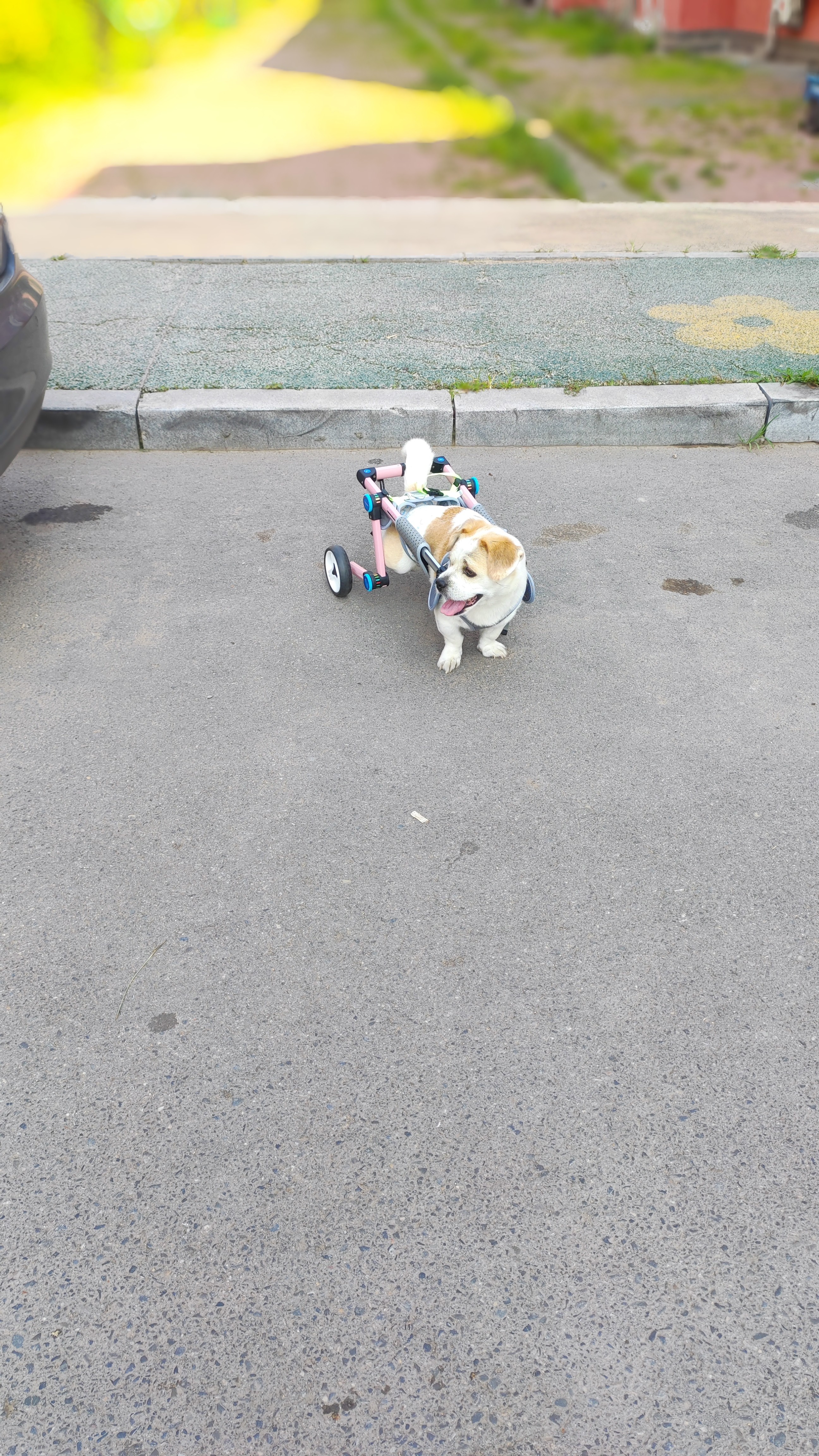 Fordable Dog Wheelchairs For Dog Back Legs review 1