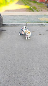 Fordable Dog Wheelchairs For Dog Back Legs review 1