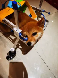Dog Wheelchairs for Dog Leg Paralyzed Weakness review 1