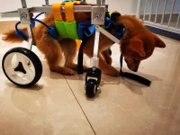Dog Wheelchairs for Dog Leg Paralyzed Weakness review 0