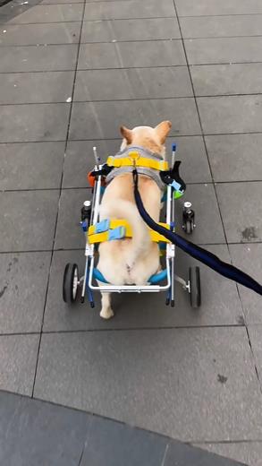 Dog Wheelchairs for Dog Leg Paralyzed Weakness review 0