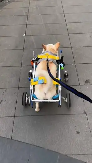 Dog Wheelchairs for Dog Leg Paralyzed Weakness review 