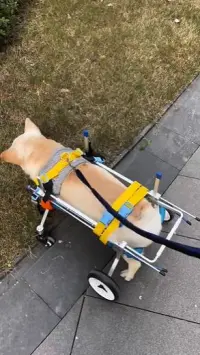 Dog Wheelchairs for Dog Leg Paralyzed Weakness review 1