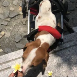 Dog Wheelchairs for Dog Back Legs Paralyzed review Jamie Beerbohm