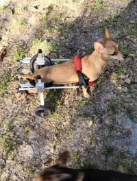 Dog Wheelchairs for Dog Back Legs Paralyzed review 0