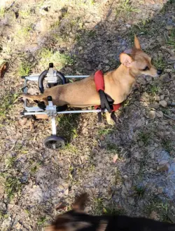 Dog Wheelchairs for Dog Back Legs Paralyzed review York Benson