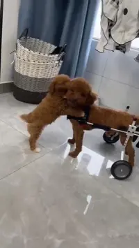 Dog Wheelchairs for Dog Back Legs Paralyzed review 0