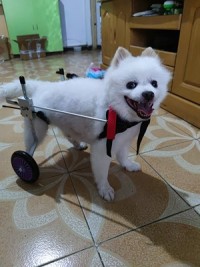 Dog Wheelchairs for Dog Back Legs Paralyzed review 0