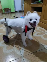 Dog Wheelchairs for Dog Back Legs Paralyzed review 0