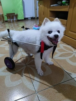 Dog Wheelchairs for Dog Back Legs Paralyzed review 