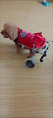 Dog Wheelchairs for Dog Back Legs Paralyzed review 0