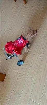 Dog Wheelchairs for Dog Back Legs Paralyzed review 1