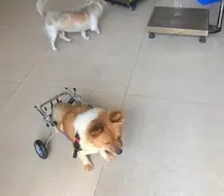 Dog Wheelchairs for Dog Back Legs Paralyzed review Gail Heywood 01