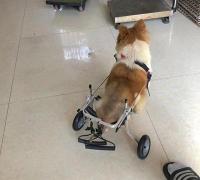 Dog Wheelchairs for Dog Back Legs Paralyzed review 1
