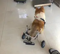 Dog Wheelchairs for Dog Back Legs Paralyzed review 1