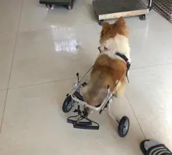 Dog Wheelchairs for Dog Back Legs Paralyzed review Gail Heywood 02