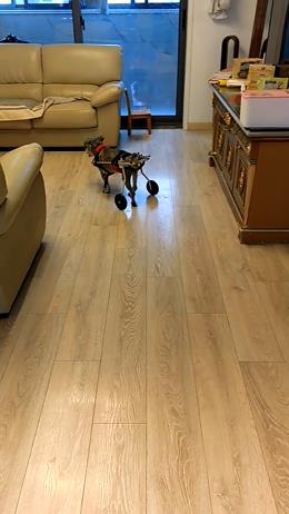 Dog Wheelchairs for Dog Back Legs Paralyzed review Nathan Newman 01