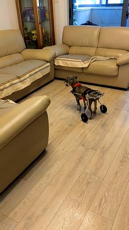 Dog Wheelchairs for Dog Back Legs Paralyzed review Nathan Newman 02